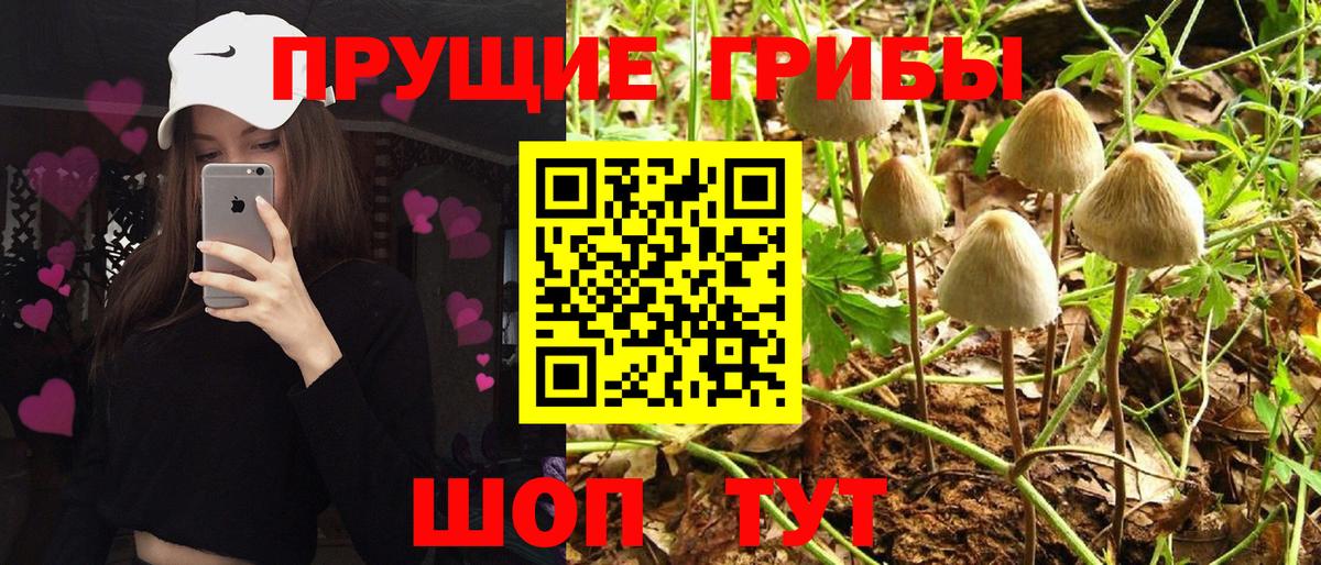 Галлюциногенные грибы Psilocybine cubensis Советск
